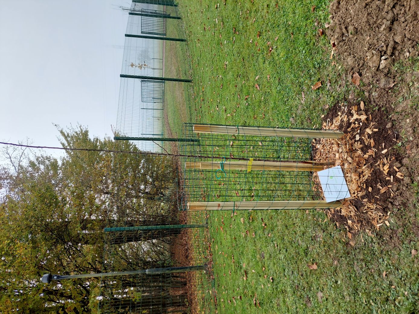 Sajenje jablan na OŠ Dragomelj