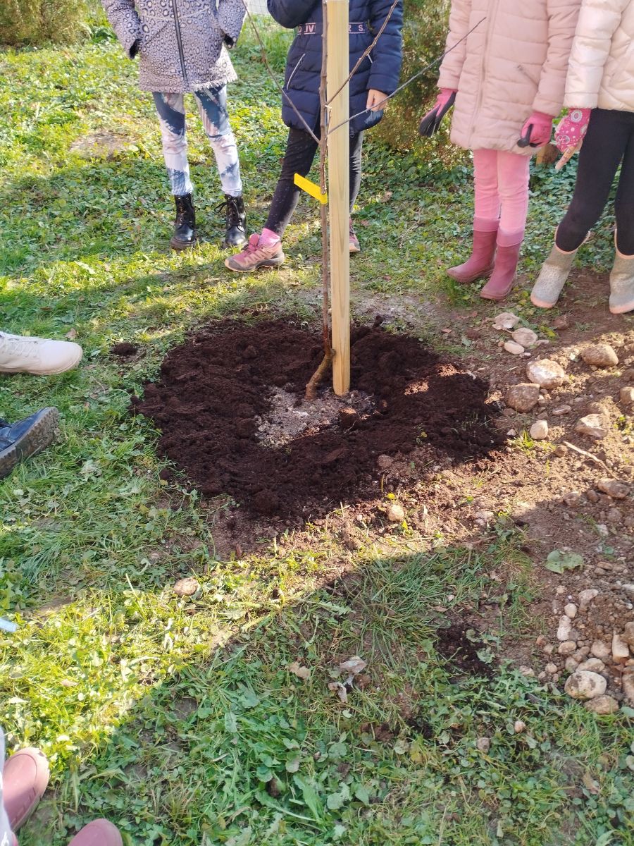 Učenci pri sajenju v Kamniku