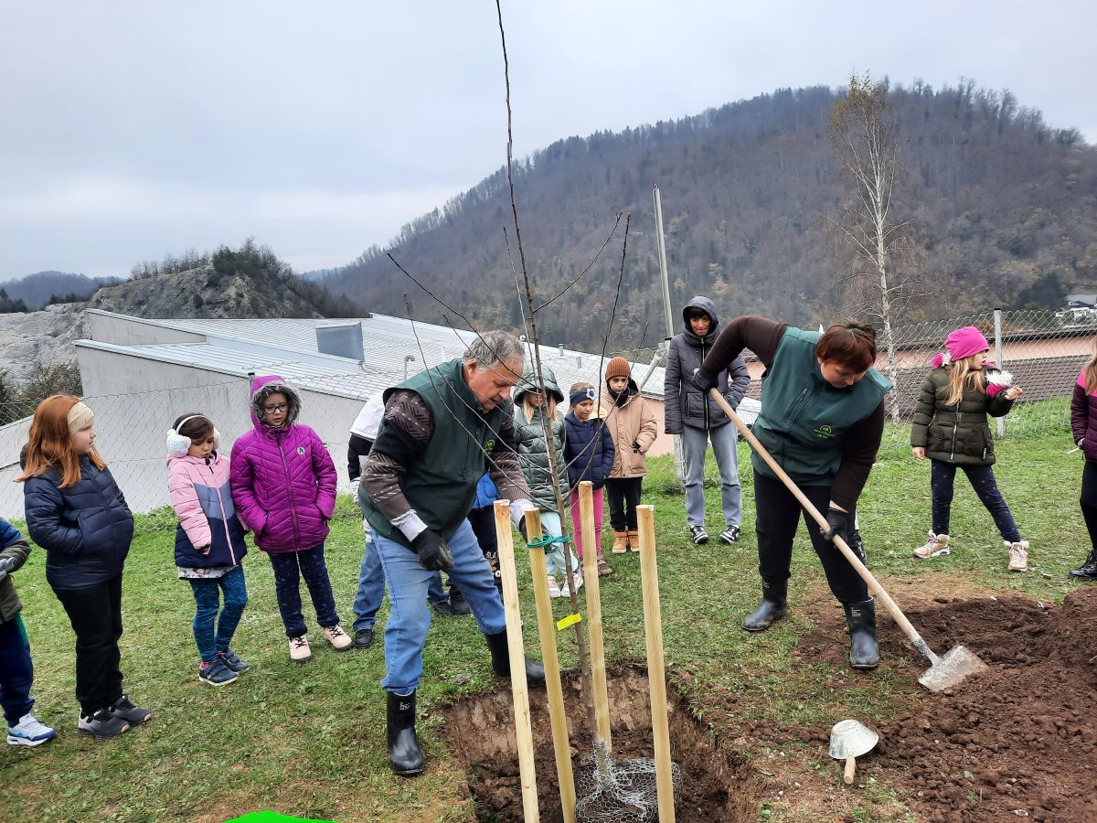 Sajenje jablane na POŠ Kisovec