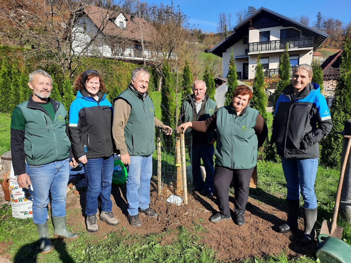 Sajenje jablane na POŠ Mlinše