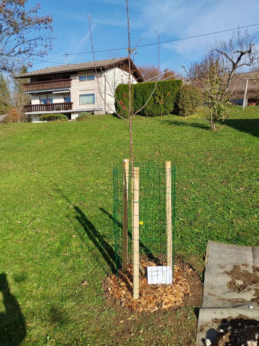 Zasaditev jablane na POŠ Tunjice