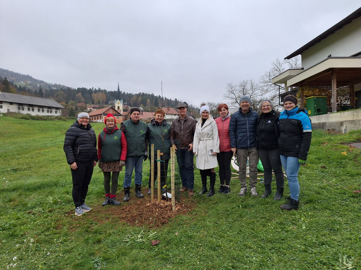 Zasaditev jablane na POŠ Vrhpolje