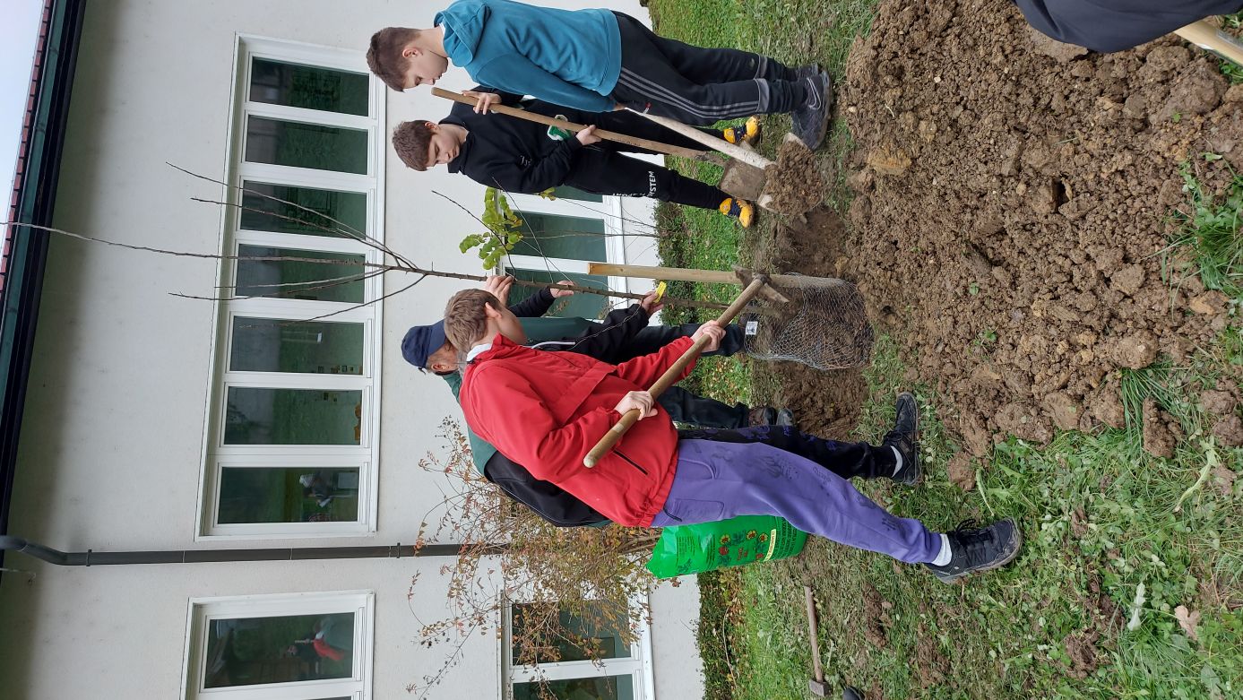 Zasaditev jablan v Zagorju